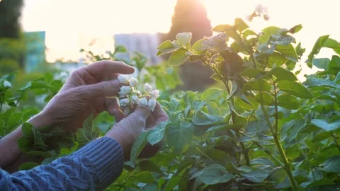 Elderly farmer hands touching potato flowers at sunset Stock-Footage 339731447