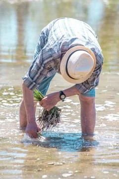 An elderly farmer manually pulls out rice seedlings in a flooded rice field o Stock Photos
