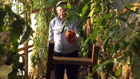 Elderly farmer picking big tomatoes in greenhouse Stock Footage 120537493