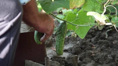 Elderly farmer picking cucumbers from his home garden Stock Footage 81655232