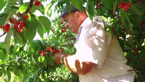 Elderly farmer picking ripe cherries into a bucket on summer Stock Footage 77293134