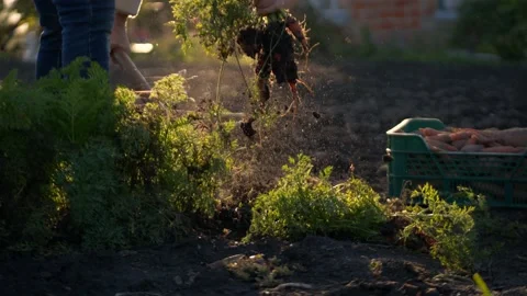Elderly farmer pulling out fresh ripe carrots Stock Footage 235907531