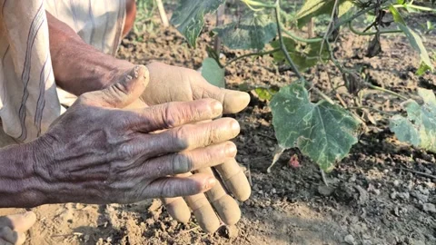 Elderly Farmer Rubbing Soil Off Rough Wrinkled Hands In Farm Field Close Up Stock Footage 343080535