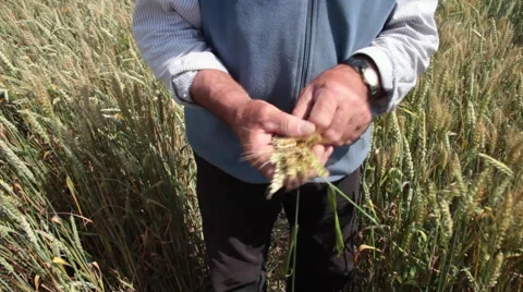 Elderly farmer standing in wheat field and holding ripe wheat ears in his hands Stock Footage 64208990