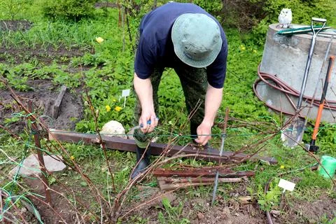 An elderly farmer ties up the branches of a grape vine in a spring garden Stock Photos