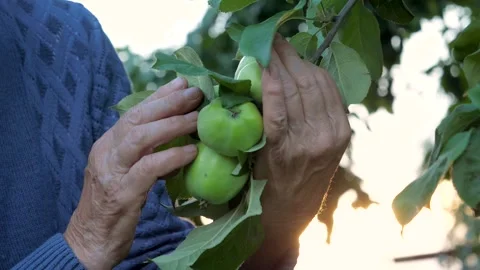 Elderly farmer touching green apples from tree branch at sunset Stock Footage 340281978