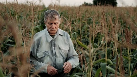 Elderly Farmer walks through the corn field. The agriculturist inspects a field  Stock Footage 138684549