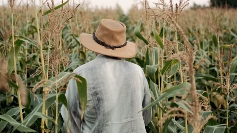  Elderly Farmer walks through the corn field.Agriculture concept.  Stock Footage 138685339