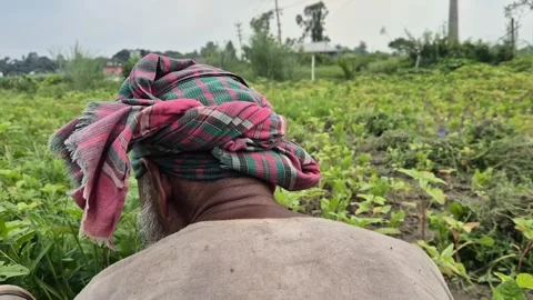 ​Elderly Farmer Working Hard In Green Crop Field Under Bright Sun Back View Stock Footage 341952377