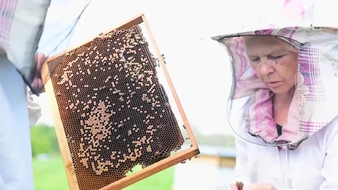 Elderly female beekeeper working with bees. Stock Footage 167367304