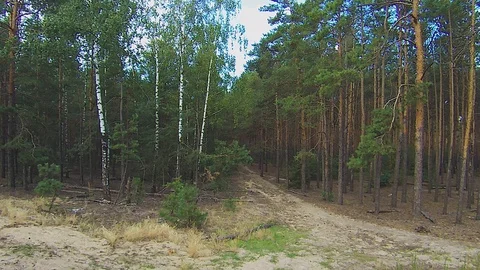 Elderly gray-haired pensioner on a bicycle in a pine and birch forest Stock Footage 113294331
