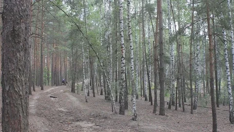 Elderly gray-haired pensioner on a bicycle in a pine and birch forest Stock Footage 113294751