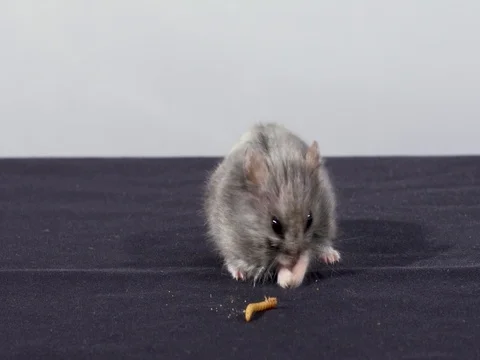 Elderly grey hamster eats mealworms Stock Footage 76153519
