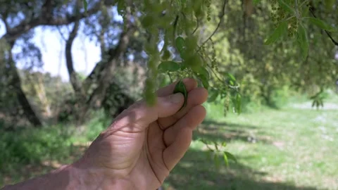 Elderly hand gently touching green leaf in park nature moment Stock-Footage 333194491