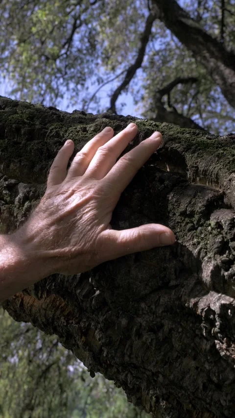 Elderly hand touching tree trunk expressing connection with nature 動画素材 333194964