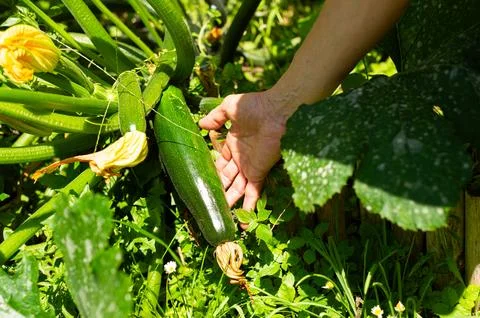 Elderly Hands Finding Large Zucchini in Garden Activity Stock Photos