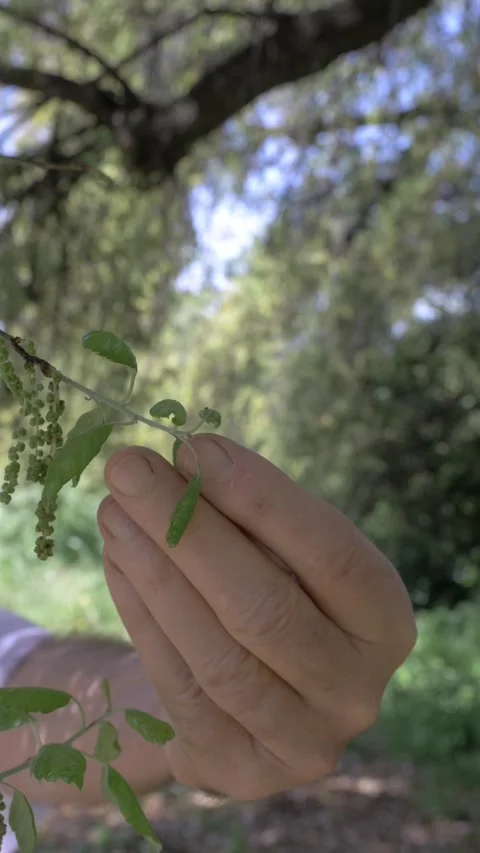 Elderly hands gently touching leaf connection with nature closeup 库存影片 333194880