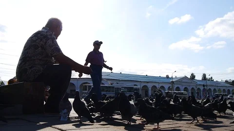An elderly happy man feeds bread to a large flock of pigeons Stock Footage 97647299