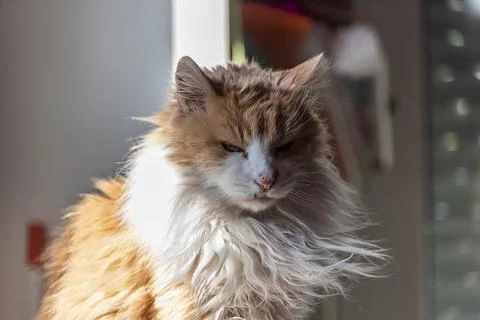 Elderly kitten sunbathing in the window. Stock Photos