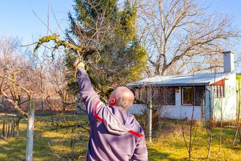 Elderly man is cutting branches, pruning fruit trees with shears Stock Photos