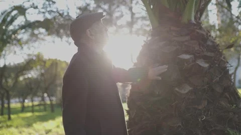 Elderly man exploring nature, touching palm tree in sunny park Stock Footage 310393315