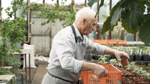 Elderly man gardener checking choosing the best plants and putting them in a box Stock Footage 122917002