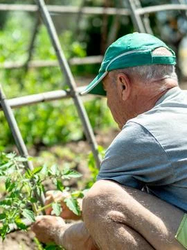 Elderly man gardening in a vegetable patch Stock Photos