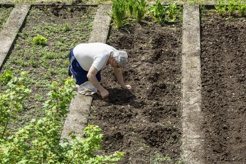 Elderly Man Gardening in a Vegetable Plot on a Sunny Day Stock Photos