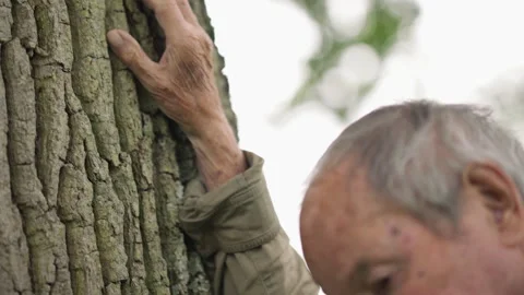 Elderly man gently touching an old tree trunk Stock Footage 328348336