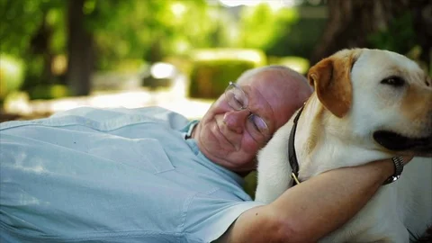 Elderly man lying down at park with pet golden labrador. Vidéo 88405019