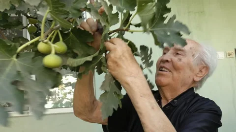 An elderly man is picking fruit from a tree branch. Stock Footage 161422444