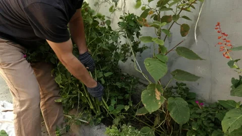 An elderly man is pulling out plant bushes. Stock Footage 161081550