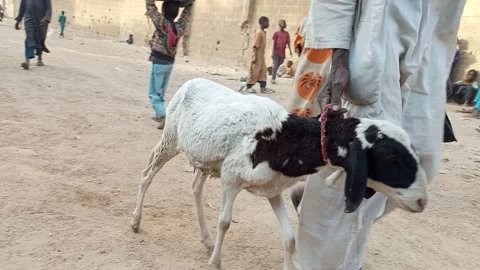 Elderly Man Pulling Sheep Through Busy Street Kano Nigeria Vídeo Stock 330600499