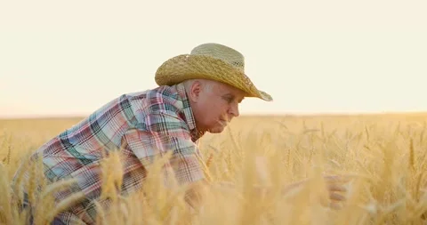 Elderly man in straw hat standing at harvest ready wheat field and checking Stock Footage 157713937