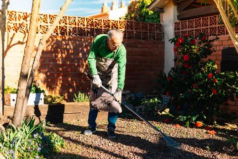 Elderly man using the rake in the garden Stock Photos