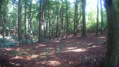 An elderly man walks in the forest. Stock Footage