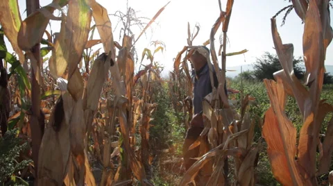 Elderly man working in cornfield, yield, harvest, crop, dried corn cobs Stock Footage 42132518