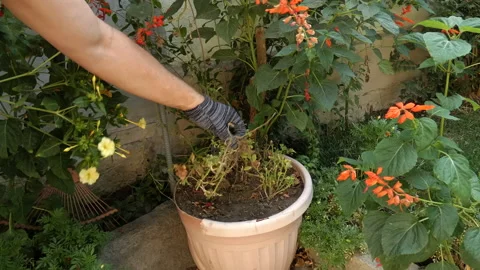 An elderly man's hand pulls out the blooming plants Stock Footage 161081607