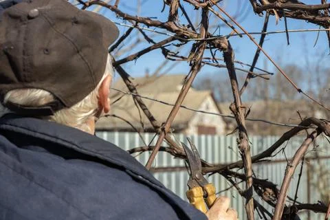 An elderly person pruning dormant grape vines in a spring garden using metal Stock Photos