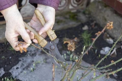 An elderly person uses pruning shears to trim a dry thorny rose bush in a Stockfoto's