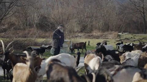 The elderly shepherd leads the cattle with a stick in his hand Stock Footage 274176089