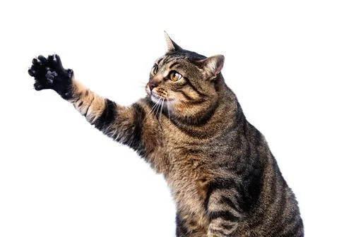 Elderly tabby cat Stock Photos