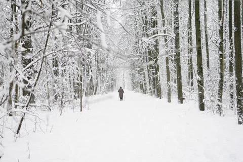 An elderly woman skiing in winter in a forest where there is a lot of snow. Stock Photos