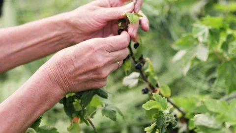 An elderly womans hands picking currants from a branch. Stock Footage 314507853