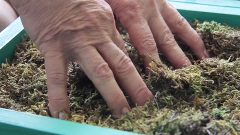 Elderly woman's hands touch dry moss to restore hand work Stock Footage 139919564