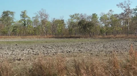 Eld's Deer and Sarus Cranes, Cambodia Stock Footage 64803107
