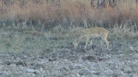 Eld's Deer, Cambodia Stock Footage 64803098