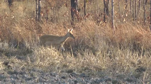 Eld's Deer, Cambodia Stock-Footage 64803101