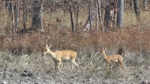 Eld's Deer, Cambodia 動画素材 64856617