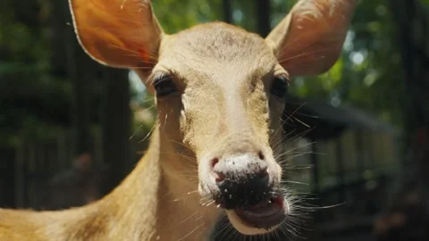 Eld's deer chewing and looking at camera Stock Footage 303359246
